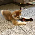 Furorida Tei - 看板犬「ひなちゃん」（生後約３ヶ月の秋田犬の雌）