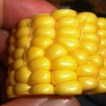 魚の家 本店 - 生でいただくトウモロコシ