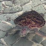 グランマーレ - 