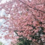 DELHI - 【2021年05月】北海道は色々な桜が咲いてました。