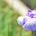 Shokurakuan Houtoku - 小田原城東堀の花菖蒲