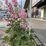 初恋屋 - 立ちあおいも、立派に立ちます…、素敵な立ち具合...