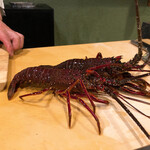 うを徳 - まだ生きている伊勢海老