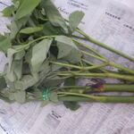 松原農園 - うど