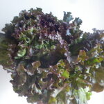 松原農園 - レニーサタス