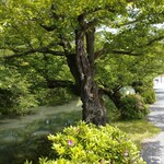 STARBUCKS COFFEE - 弘前城のお堀   桜の木々です この道路の向こうに スタバあります 