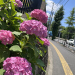 初恋屋 - 紫陽花と、初夏の空…