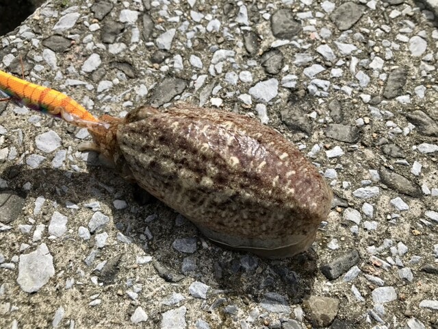 イオン 秋田中央店 - 羽後牛島（その他）の写真