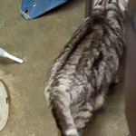 かんむりや - ねこ