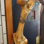 一条流がんこ総本家分家四谷荒木町 - 