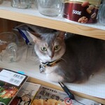 Kamekichi Yorimichi - 土曜日のお店番猫その２、チビコさん　❁アビシニアン