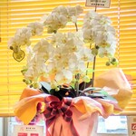 麺の風 祥気 - お祝いの胡蝶蘭