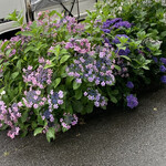 らぁ麺 紫陽花 - 紫陽花の前に咲く紫陽花も大きくなりました♪