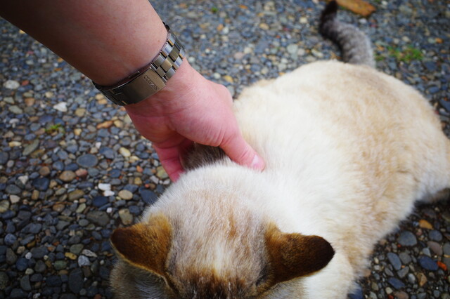猫の楽園は人間にとっても楽園でした By Djkumakuma ドリプレ ローズガーデン カフェ 君津 カフェ 喫茶 その他 食べログ