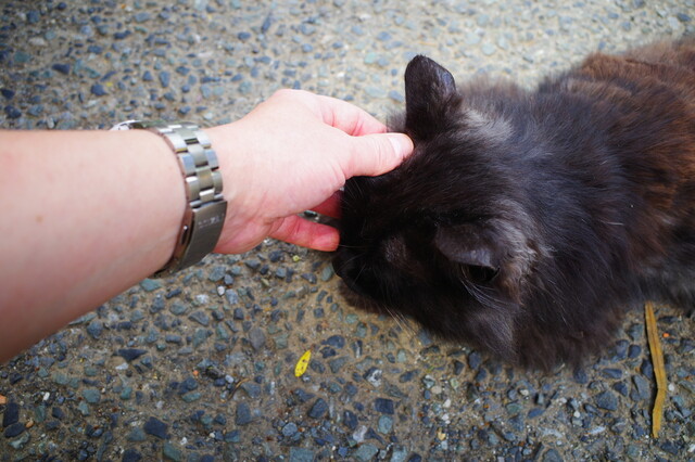 猫の楽園は人間にとっても楽園でした By Djkumakuma ドリプレ ローズガーデン カフェ 君津 カフェ 喫茶 その他 食べログ 猫の楽園は人間にとっても楽園でした By Djkumakuma ドリプレ ローズガーデン カフェ 君津 カフェ 喫茶 その他 食べログ