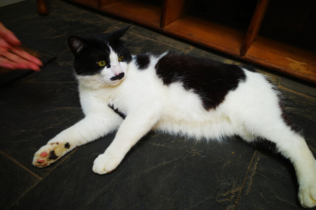 猫の楽園は人間にとっても楽園でした By Djkumakuma ドリプレ ローズガーデン カフェ 君津 カフェ 喫茶 その他 食べログ