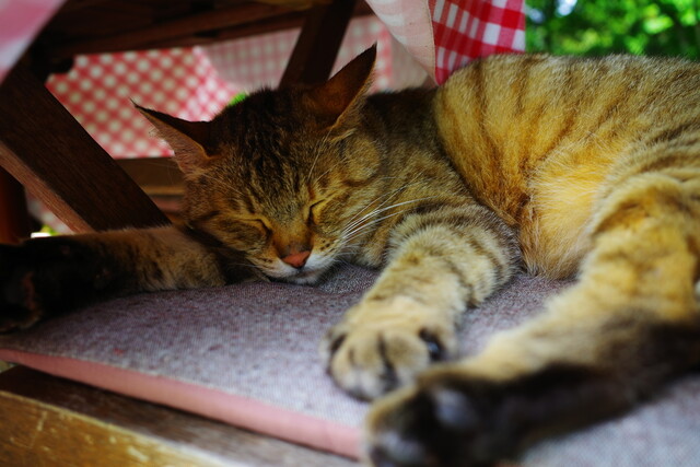 猫の楽園は人間にとっても楽園でした By Djkumakuma ドリプレ ローズガーデン カフェ 君津 カフェ 喫茶 その他 食べログ