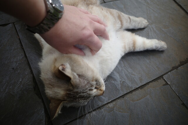 猫の楽園は人間にとっても楽園でした By Djkumakuma ドリプレ ローズガーデン カフェ 君津 カフェ 喫茶 その他 食べログ 猫の楽園は人間にとっても楽園でした By Djkumakuma ドリプレ ローズガーデン カフェ 君津 カフェ 喫茶 その他 食べログ