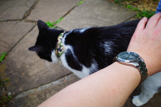 猫の楽園は人間にとっても楽園でした By Djkumakuma ドリプレ ローズガーデン カフェ 君津 カフェ 喫茶 その他 食べログ