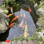 野の花庵 - 長屋門を抜けた池の鯉