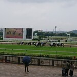 鳥千 - 雨のターフ美しい(*´∀`)♪