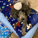 うな一 - 旦那さんにシールを貼られるというイタズラをされたけど、嫌がらずそのまま居る❤可愛い(♥Ü♥)