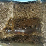 Patisserie Ravi,e relier - 