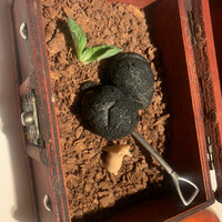 マルゴット エ バッチャーレ - 