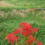 はなとね - 彼岸花☆