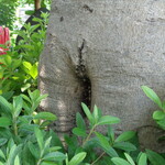 ラーメン二郎 - へ～ここに巣を作ってるのか！