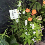 白 - ｢未在｣より