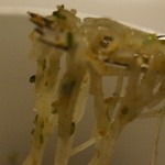 Restaurant Satoshi.F - 持ち上げてみました。