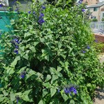 お料理ひろせ - 右隣はバンプの"天体観測"ジャケット裏面の公園。