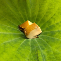 蓮 三四七 - 