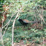 山小屋　佐藤 - 野生の雉（１）