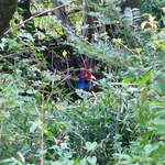 山小屋　佐藤 - 野生の雉（２）