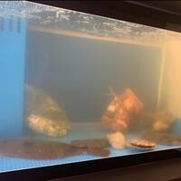 ブラッスリー 吟醸 - 