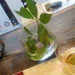 今日樹と利き珈琲と - 