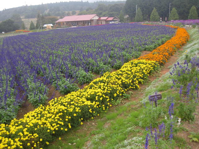 青山リゾート ブランチカフェ ルッコラ 伊賀市その他 カフェ 食べログ