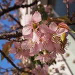 シャングリ・ラ ホテル 東京 - 