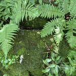 自家焙煎珈琲 森の響 - 