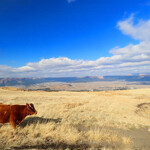 やま康 - 阿蘇のあか牛。広大な風景の中で放牧されています。