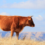 やま康 - 牛さん、ありがとう