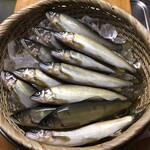 はやせ鮎 宮城鮎工房 - 型のいい鮎。
キレイな姿。