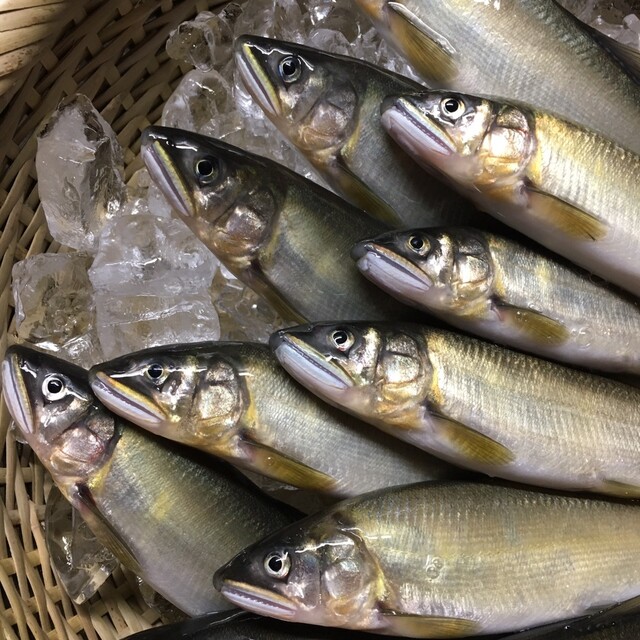 はやせ鮎 宮城鮎工房 - 西古川（その他）の写真