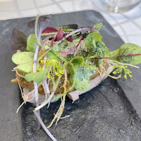 クイントカント - 