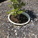 献上菓舗 竹田 - 植木鉢を植えています。斬新。