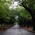 ふなせ - 公園内の桜並木。