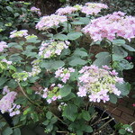 花の下のレストラン - (おまけ)アジサイの展示も綺麗でした