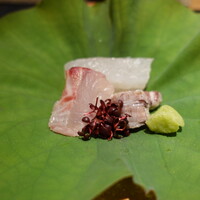 おおたに - 造り：子持ち蝦蛄、いさき、こち昆布締め